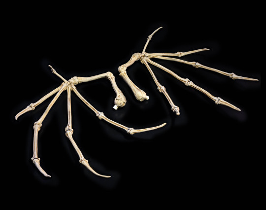 Bone Wings