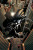 spidermannoir