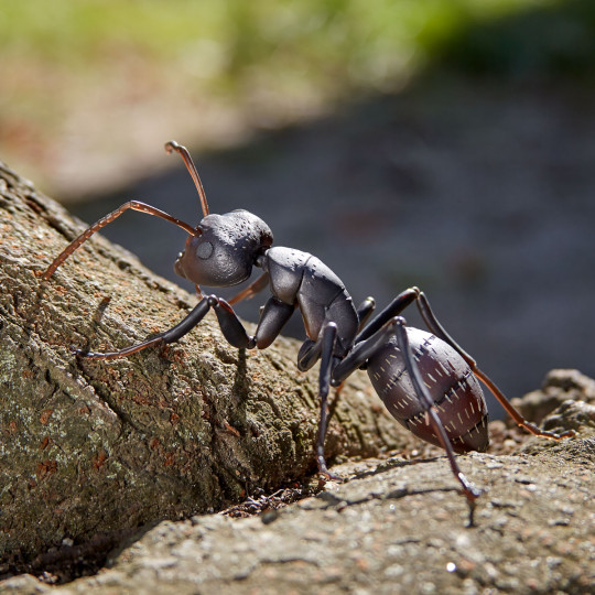 Ribozio Black Ant