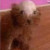 ghost_immortus_2797