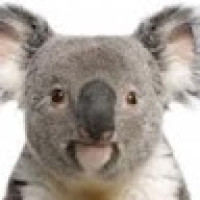 thechubbykoala