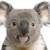 thechubbykoala