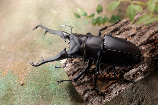 RG007 Ribozio Giraffe Stag Beetle