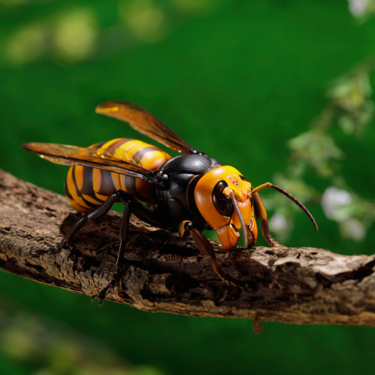 Japanese Giant Hornet