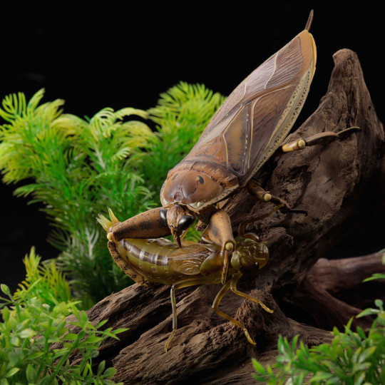 RG005 Ribozio Giant Water Bug