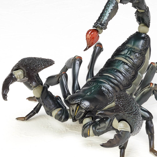 Emperor Scorpion