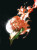 PhoenixForce
